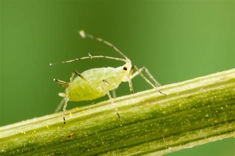 Aphids on plants. Things To Know About Aphids on plants. 